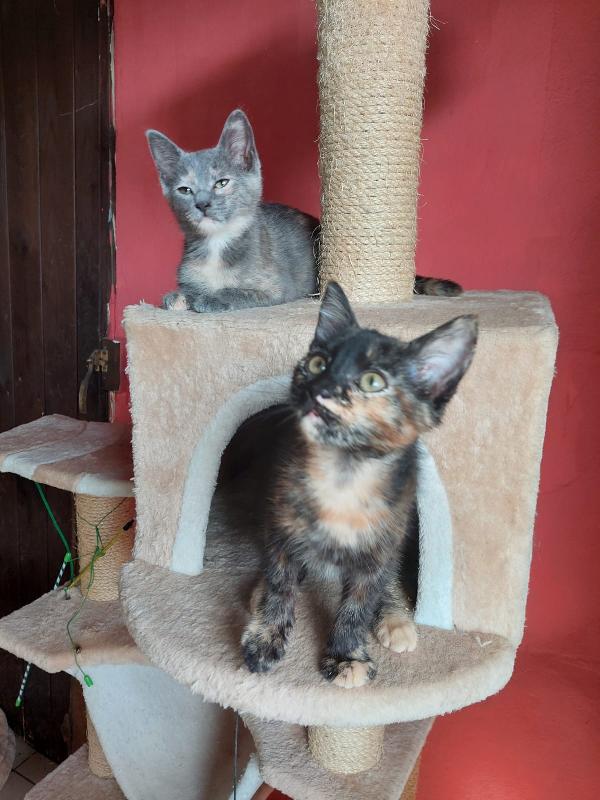 5 micini deliziosi aspettano una casa Foto 4